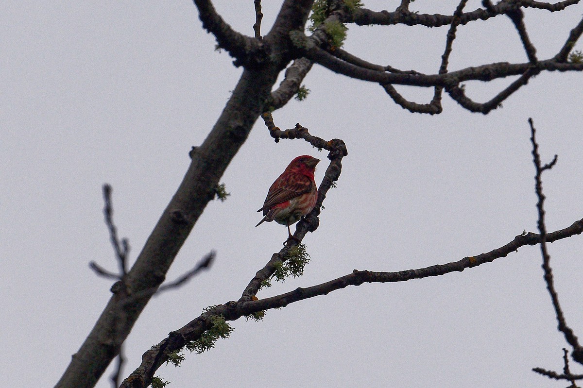 Purple Finch - ML620700506