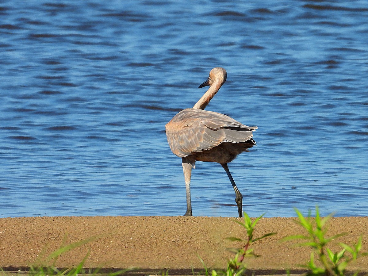 Reddish Egret - ML620700507