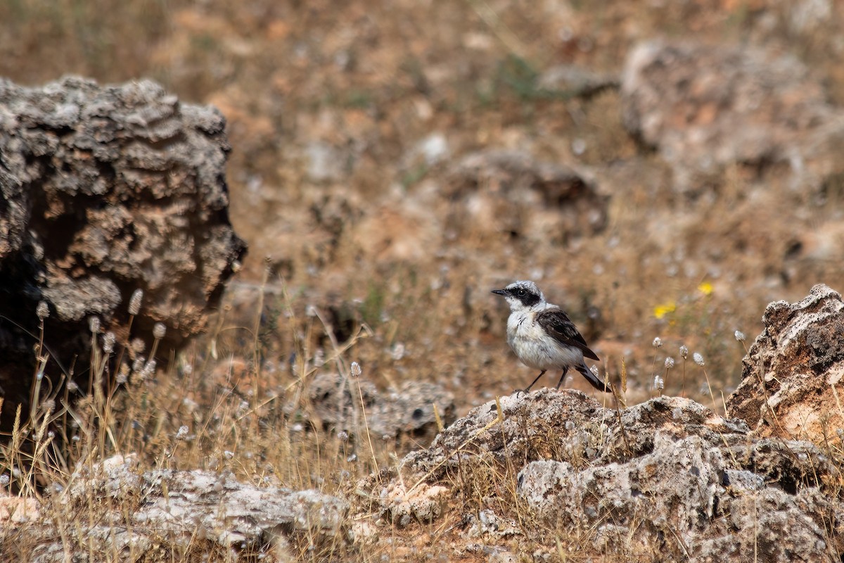 Eastern Black-eared Wheatear - ML620700508