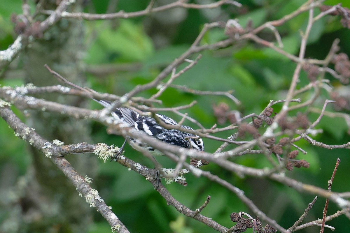 Black-and-white Warbler - ML620700509