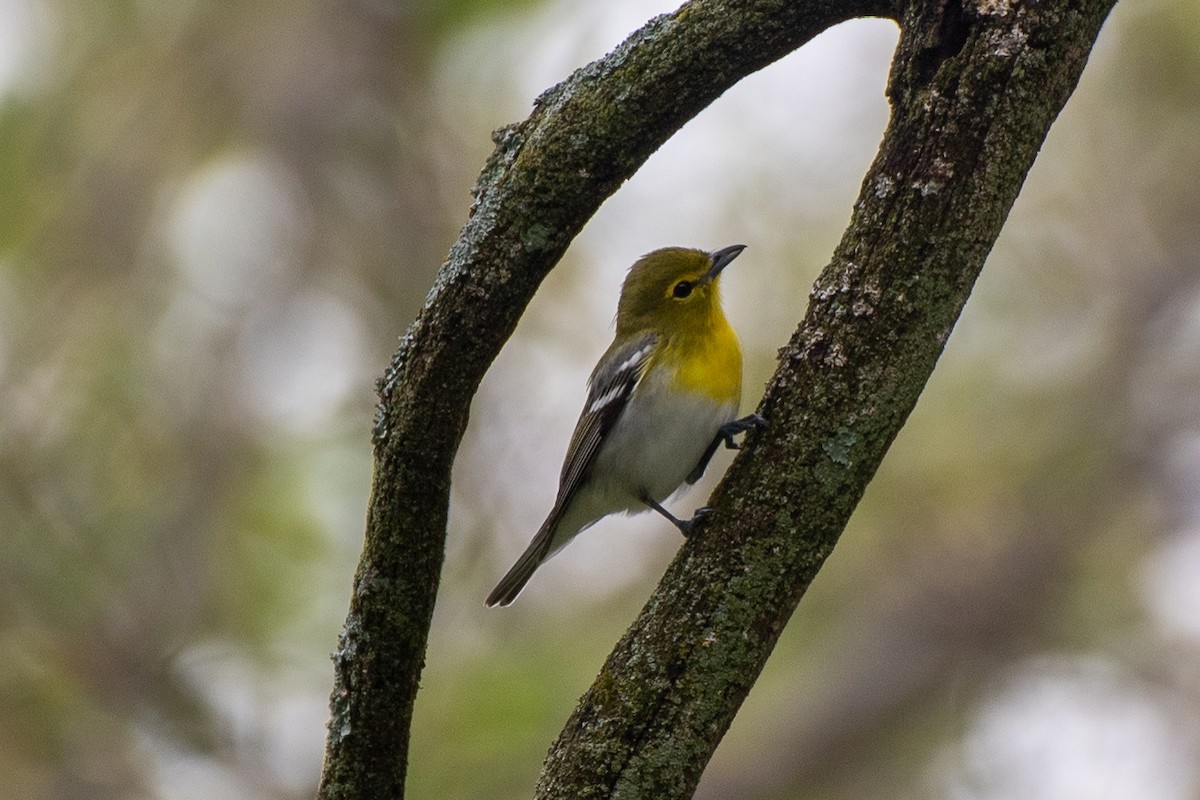 Viréo à gorge jaune - ML620700511