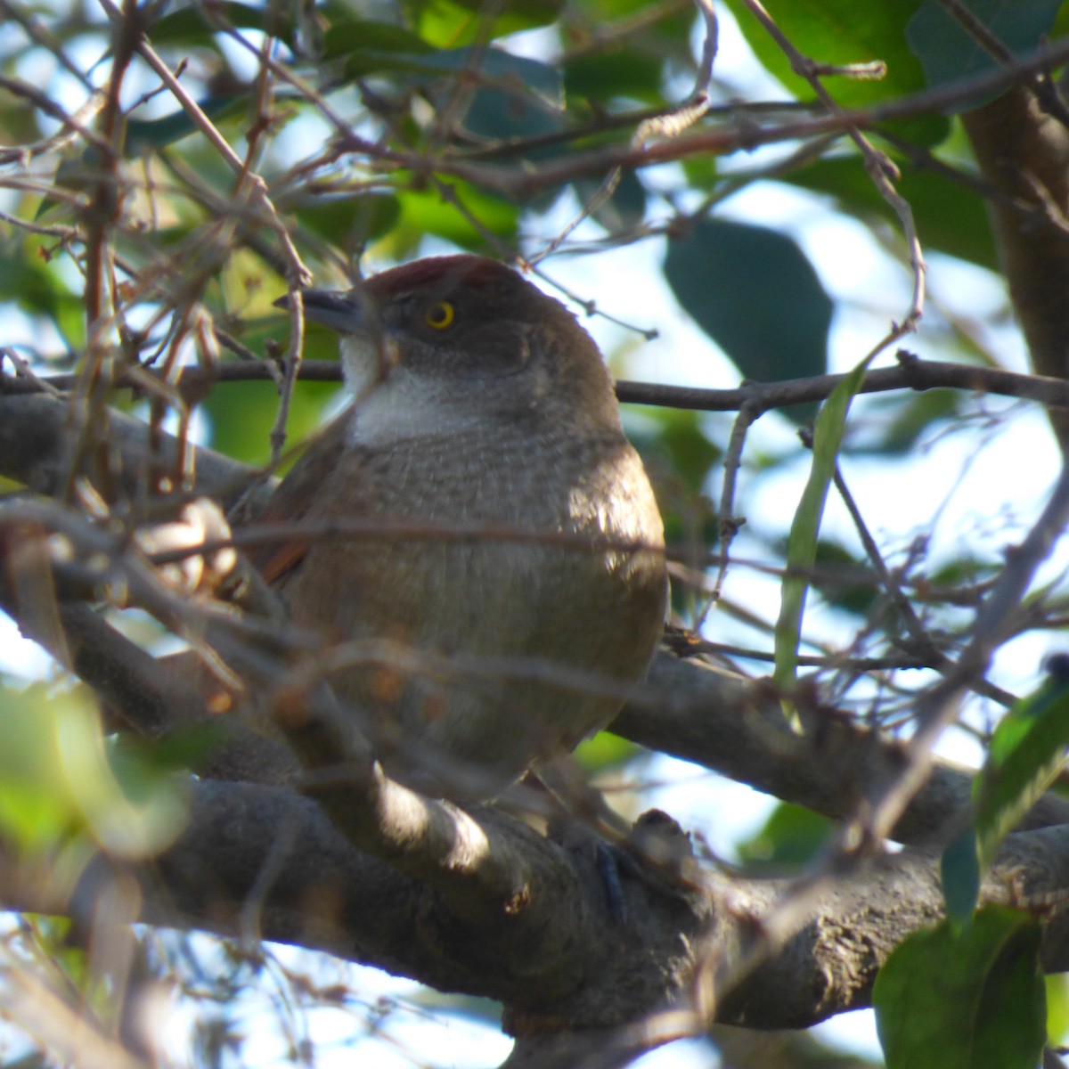 Freckle-breasted Thornbird - ML620700512