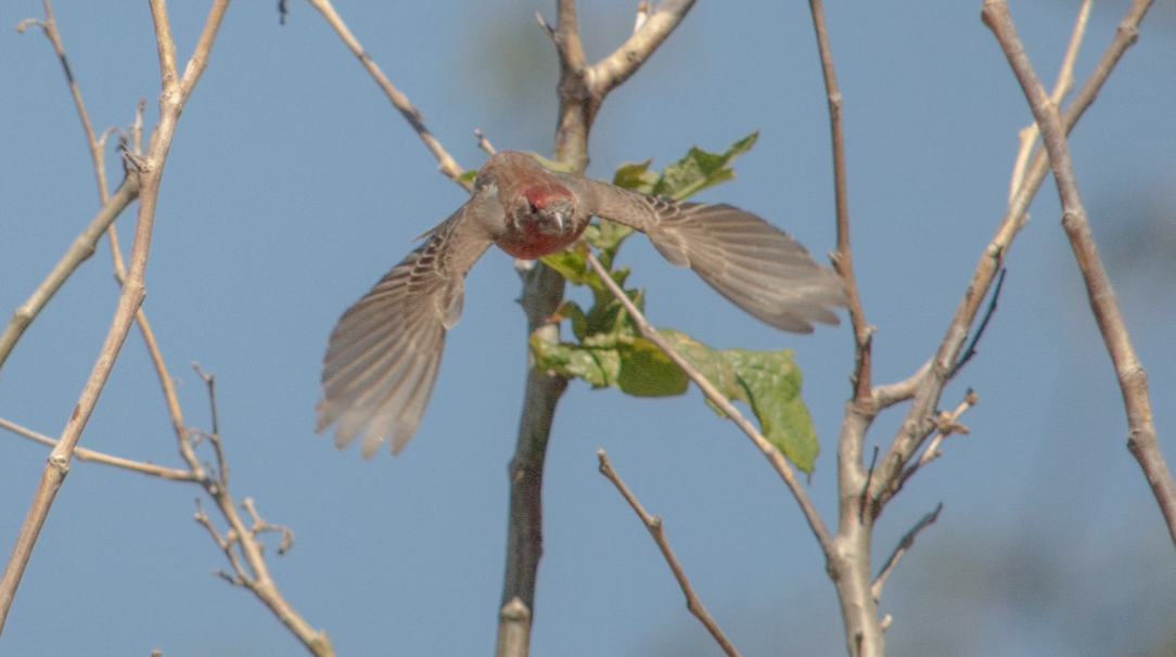 House Finch - ML620700515