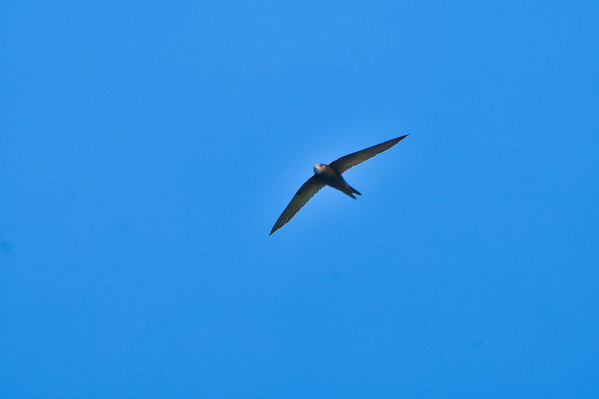 Common Swift - ML620700518