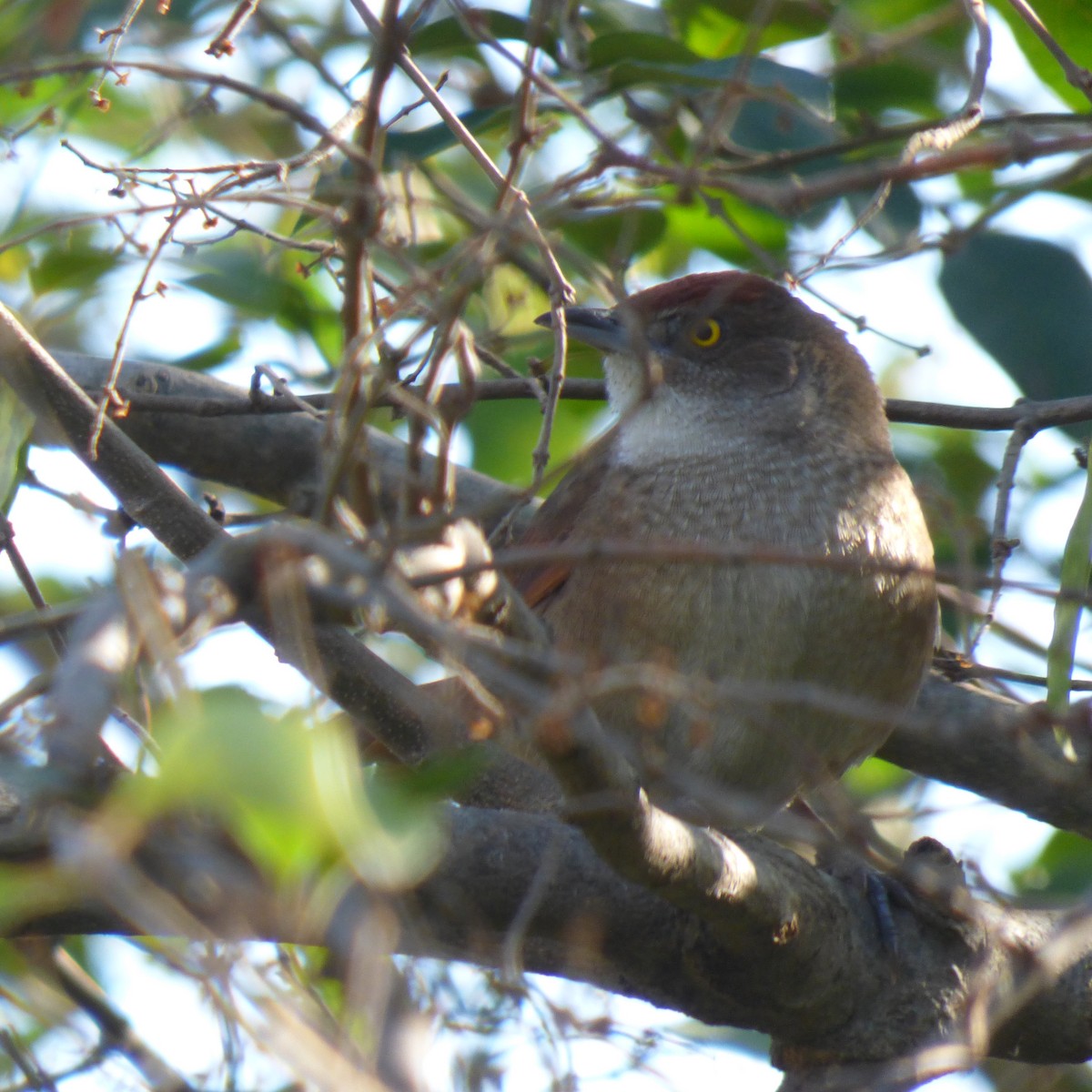 Freckle-breasted Thornbird - ML620700522