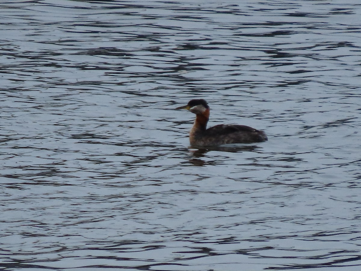 Red-necked Grebe - ML620700523