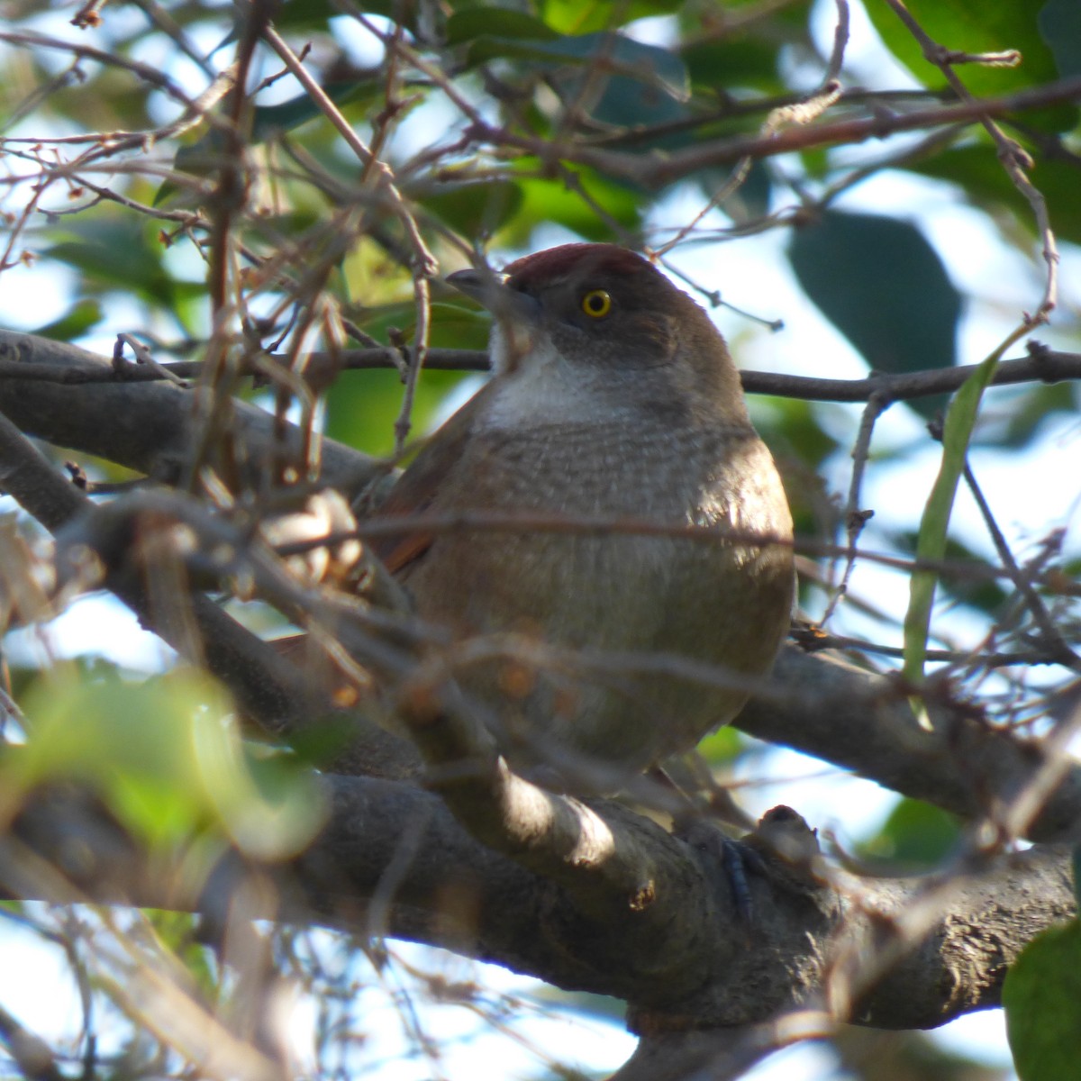 Freckle-breasted Thornbird - PAULA ARNAIZ