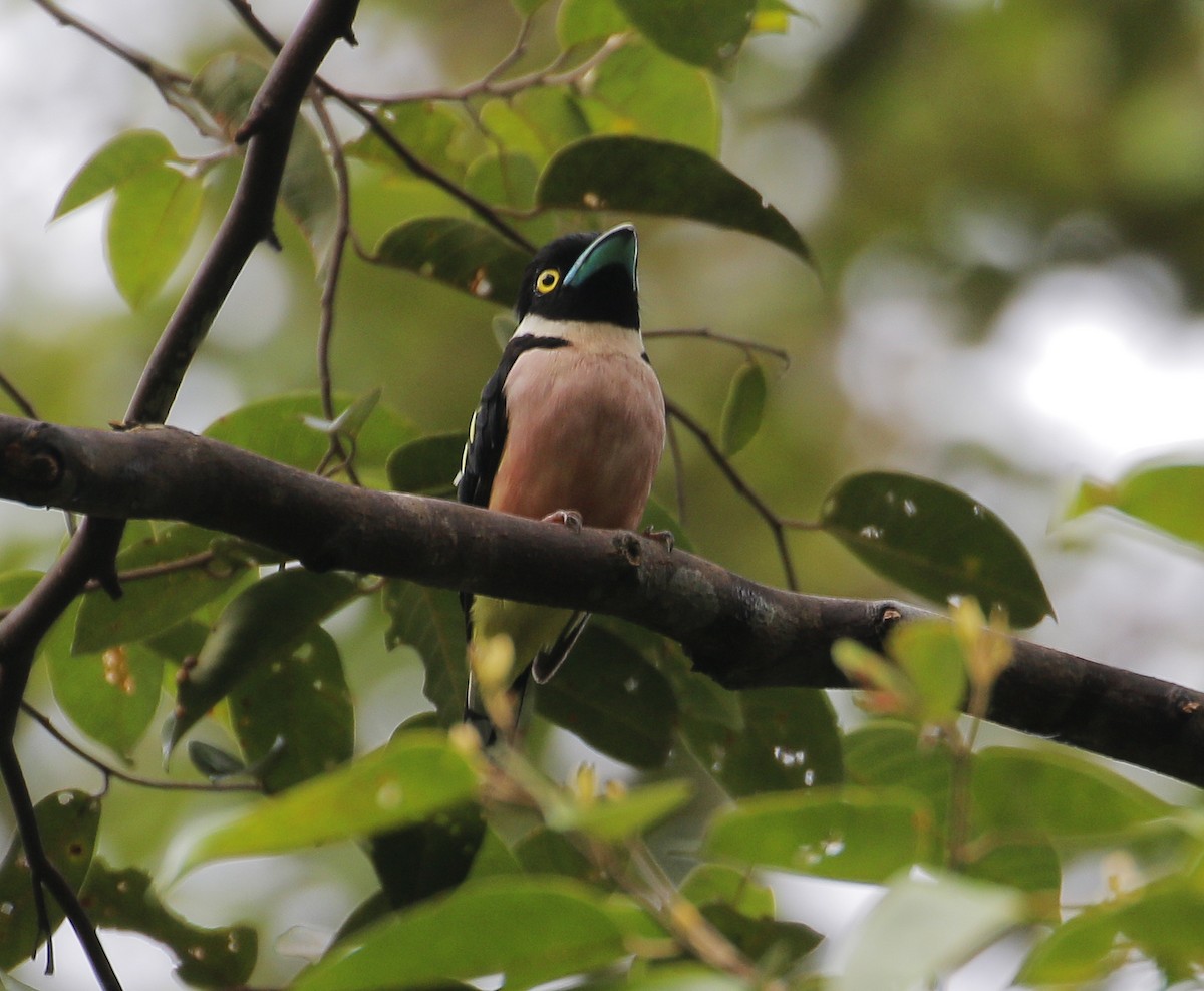 Black-and-yellow Broadbill - ML620700525