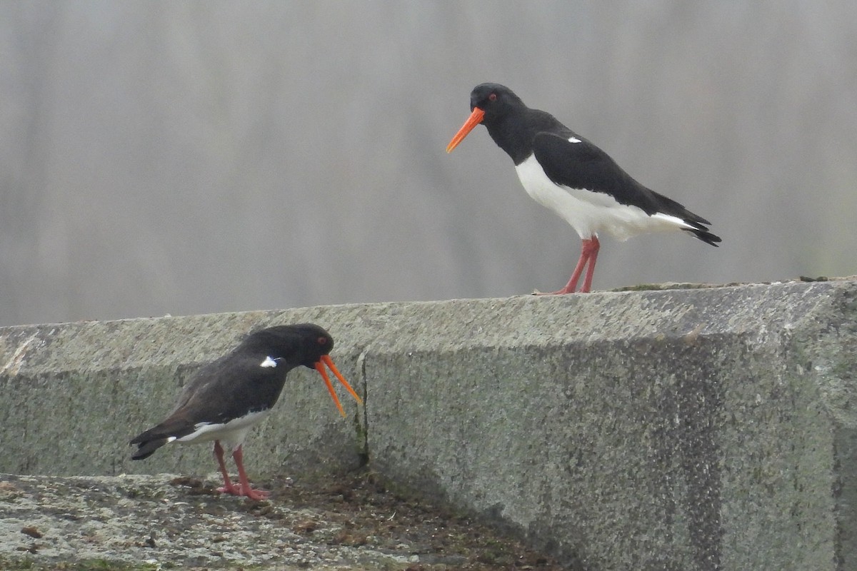 Eurasian Oystercatcher - ML620700529