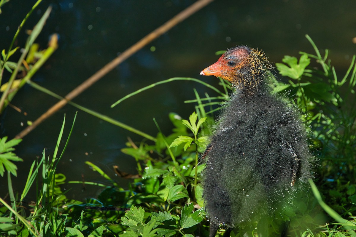 Eurasian Coot - ML620700537