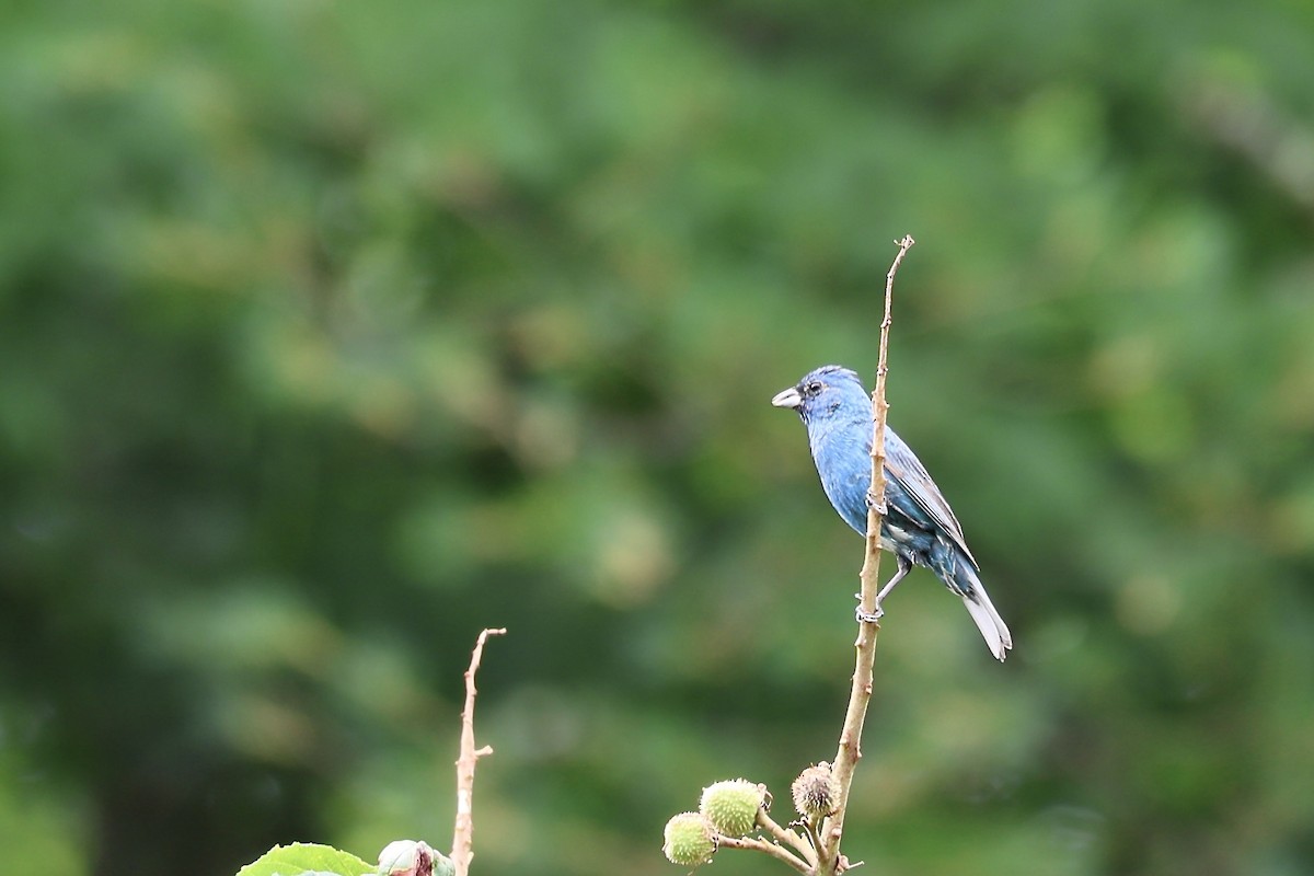 Indigo Bunting - ML620700538