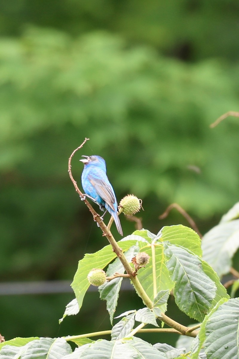 Indigo Bunting - ML620700539