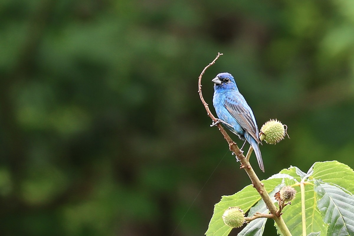 Indigo Bunting - ML620700540