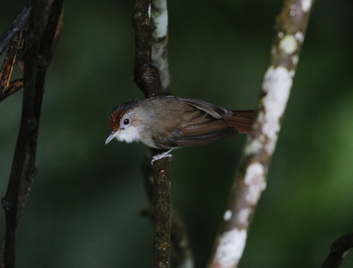 Scaly-crowned Babbler - ML620700541