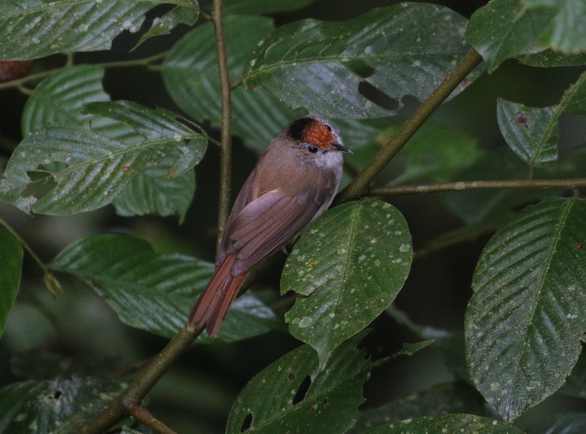 Scaly-crowned Babbler - ML620700542