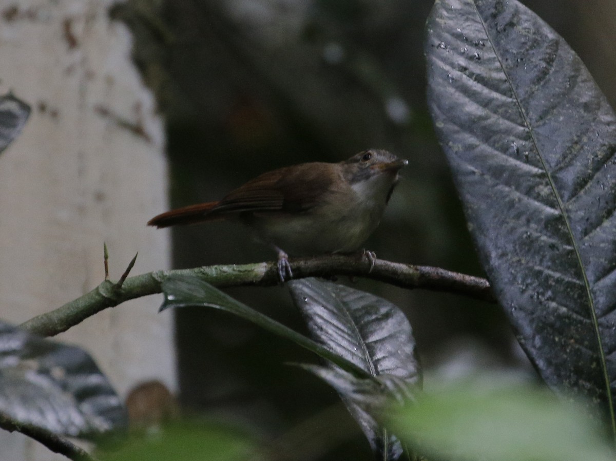 Moustached Babbler - ML620700545