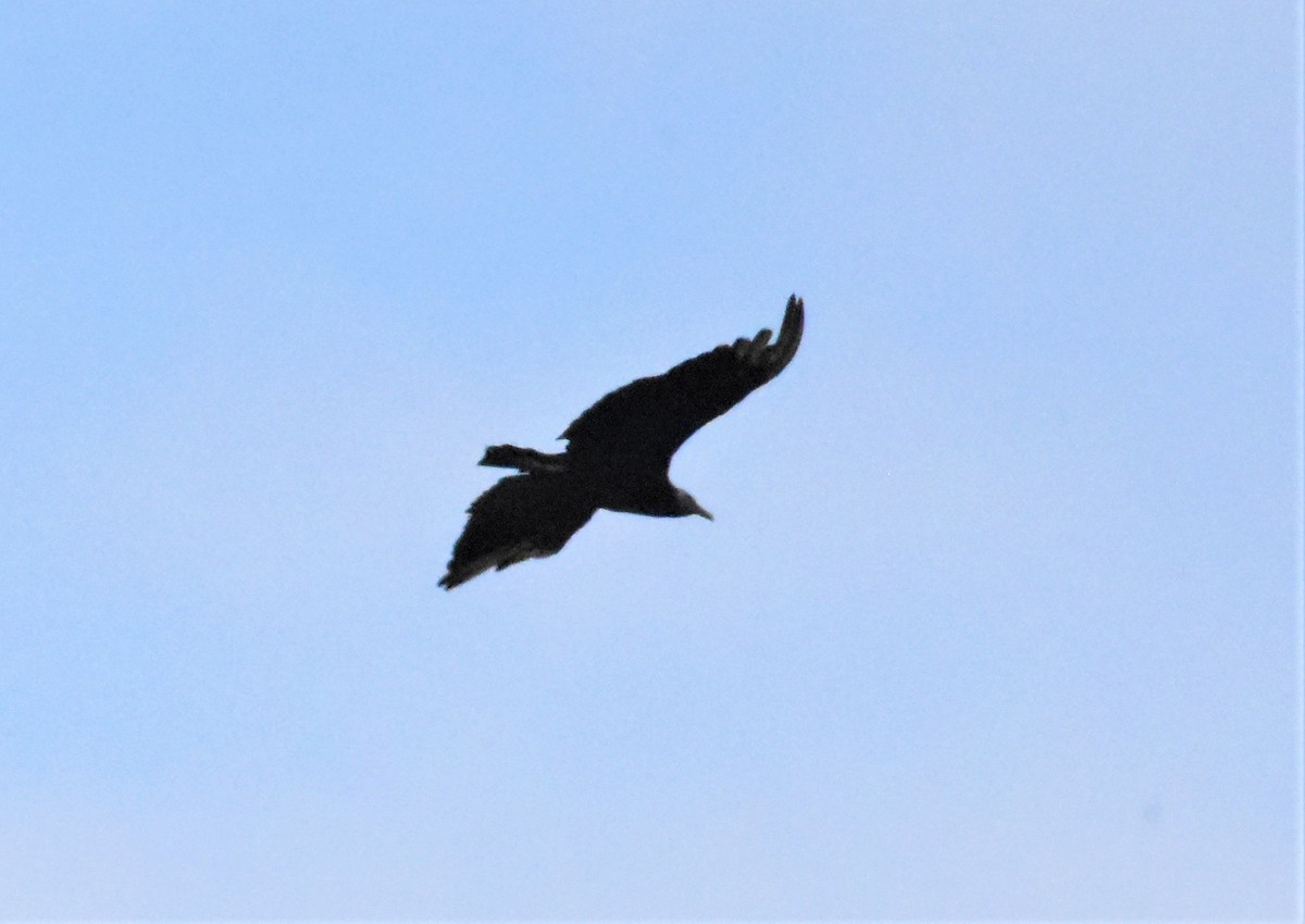 Black Vulture - ML620700547