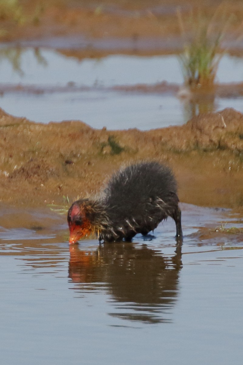 Eurasian Coot - ML620700548