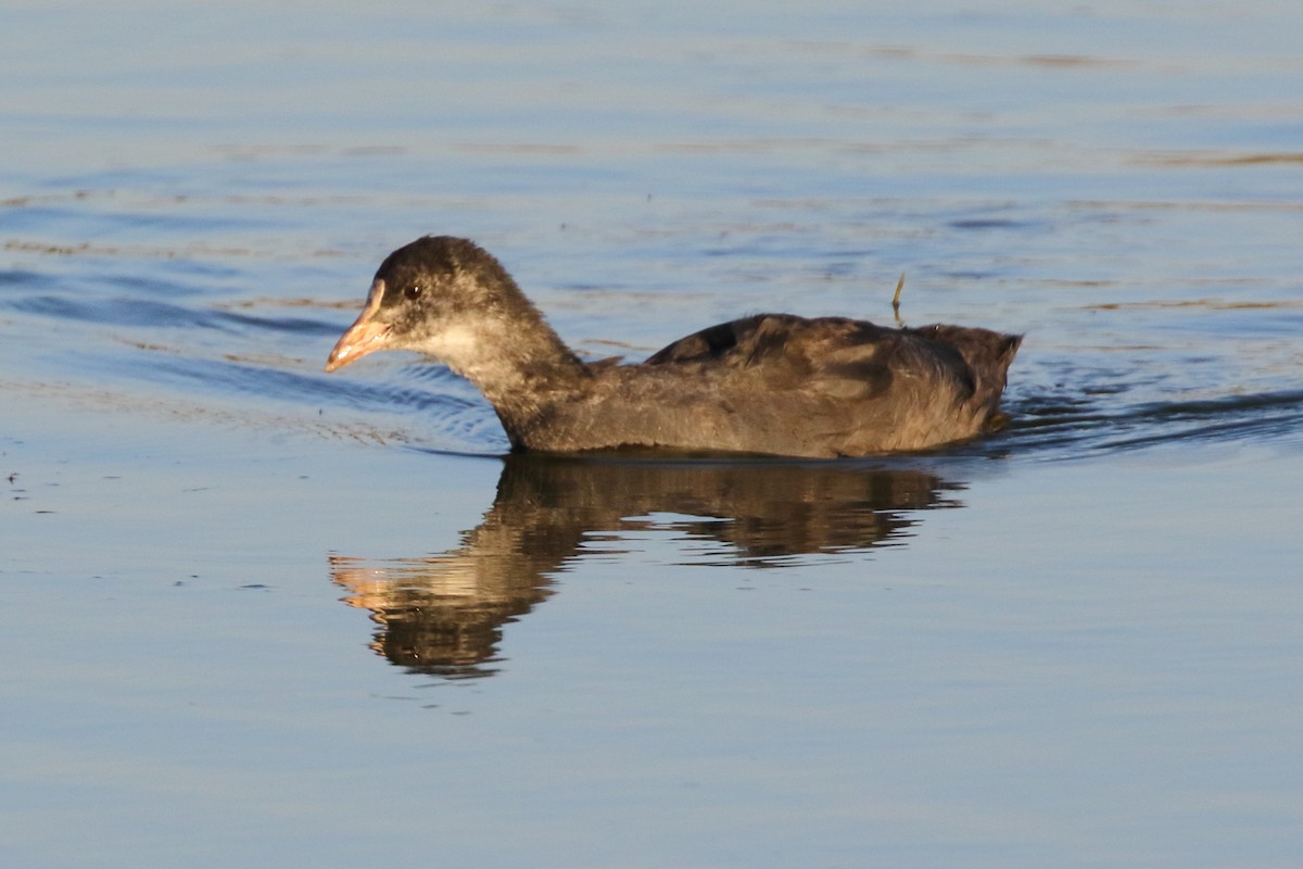 Eurasian Coot - ML620700549