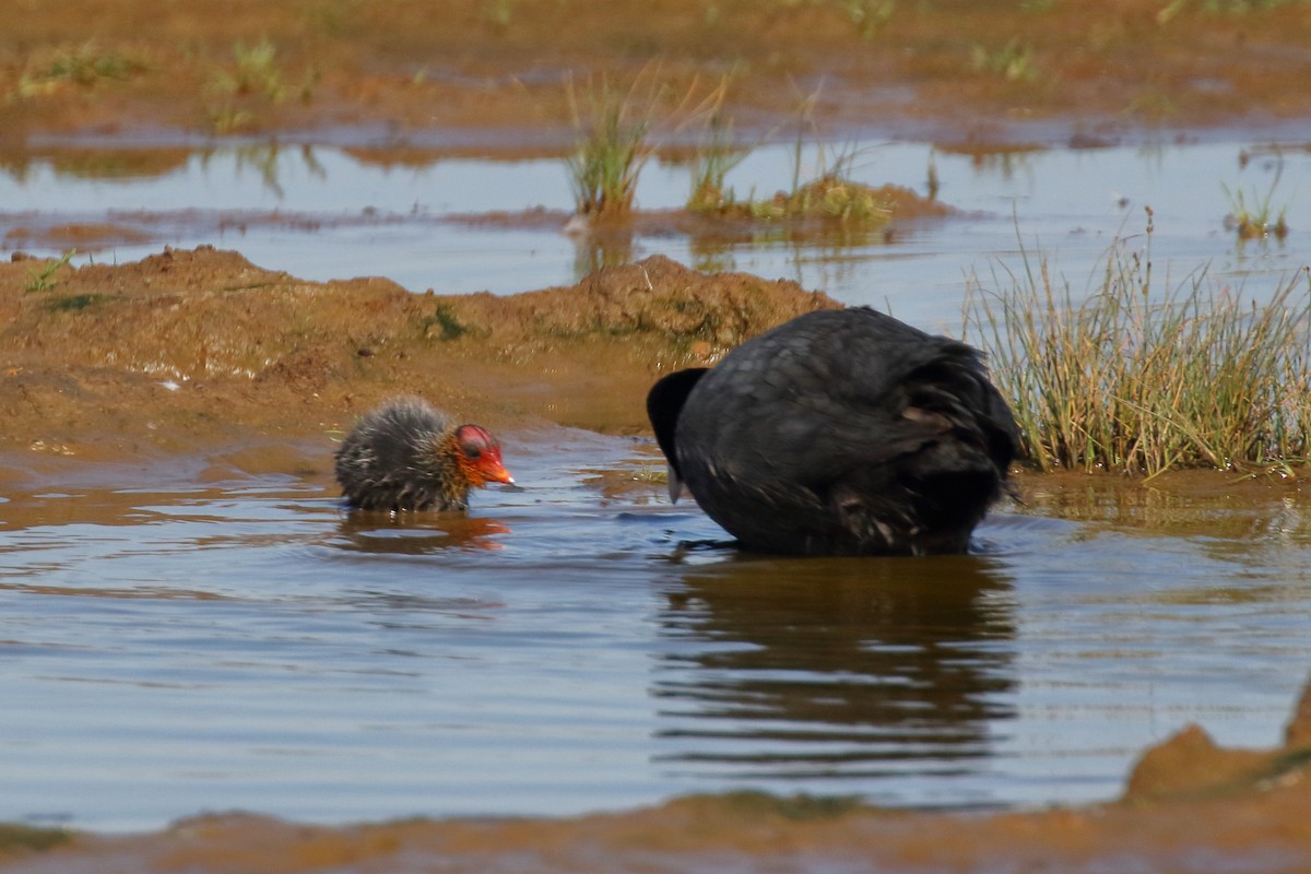 Eurasian Coot - ML620700550