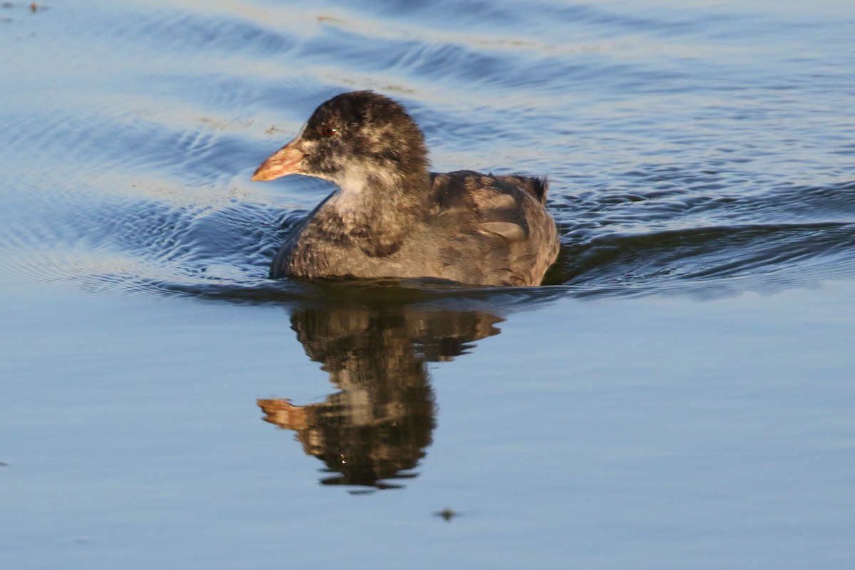 Eurasian Coot - ML620700551