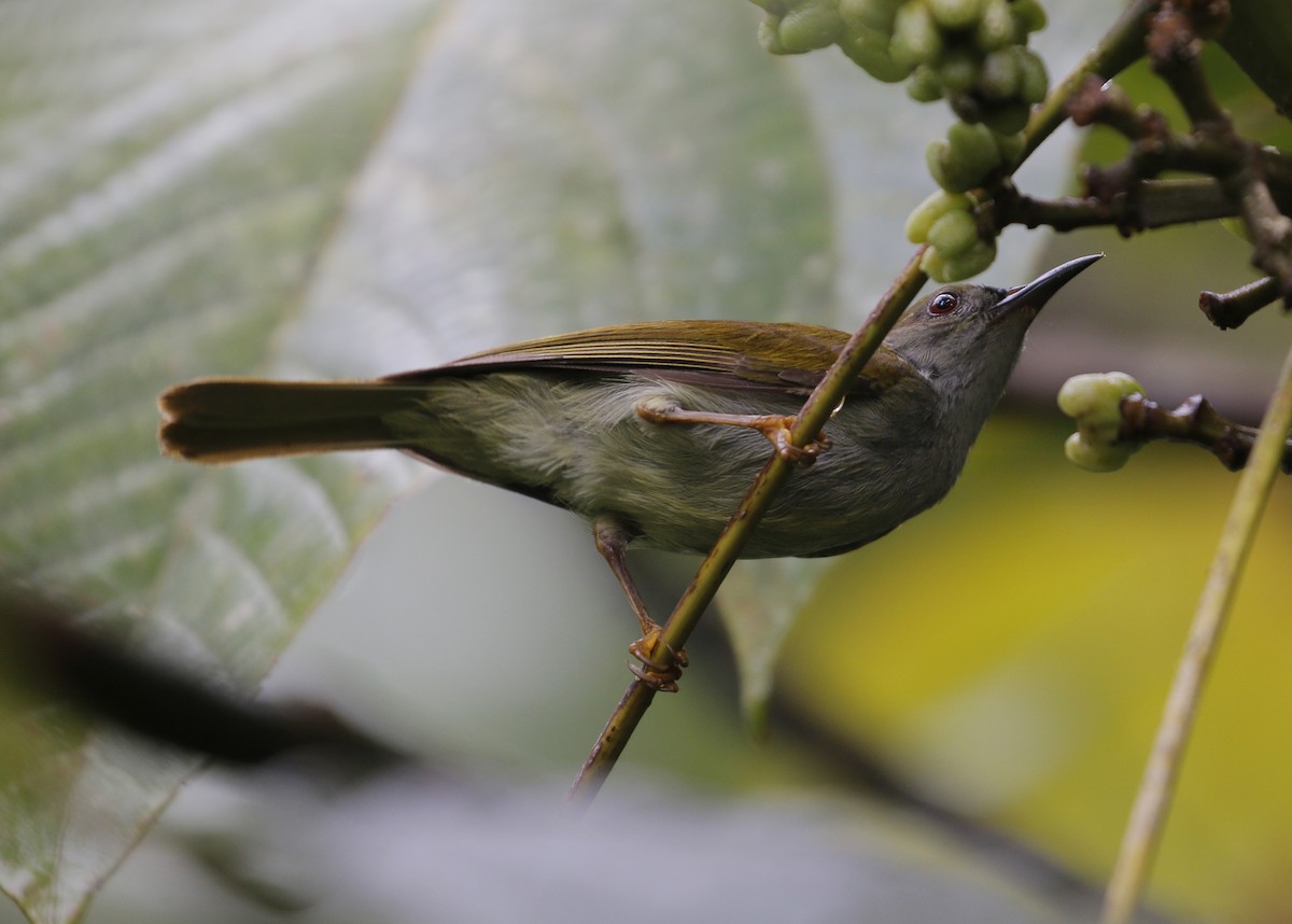 Schlichtnektarvogel - ML620700554