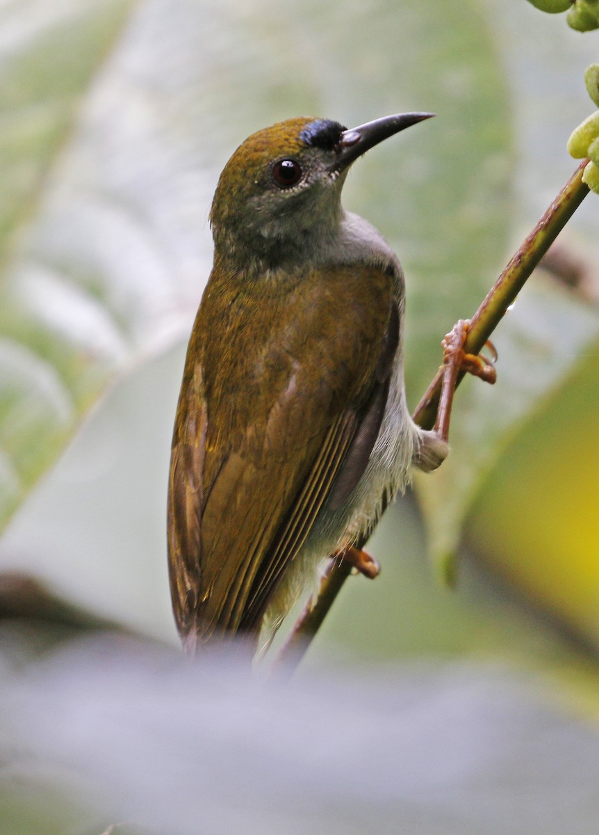 Plain Sunbird - ML620700555