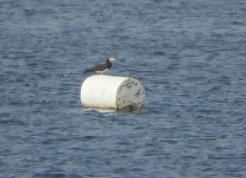 Brown Booby - ML620700556