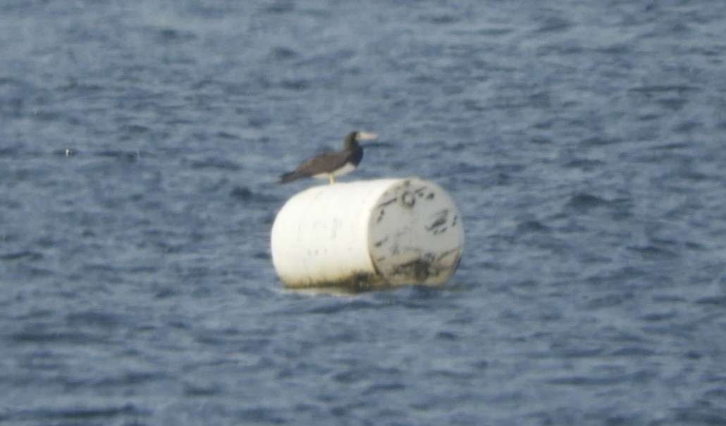 Brown Booby - ML620700557