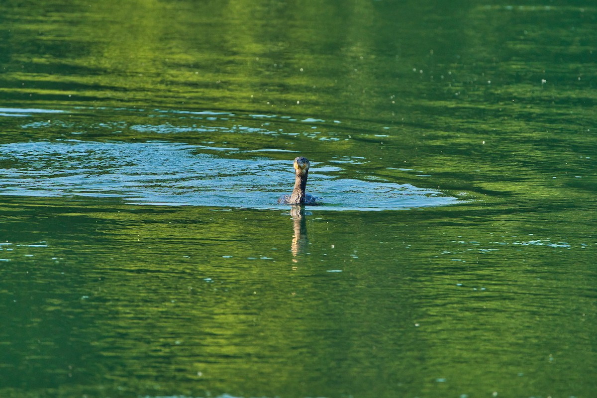 Great Cormorant - ML620700558