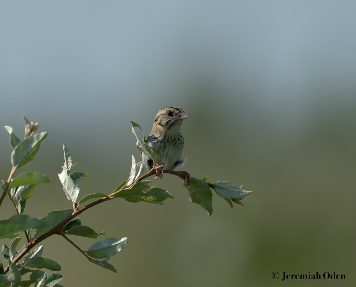 Henslow's Sparrow - ML620700572