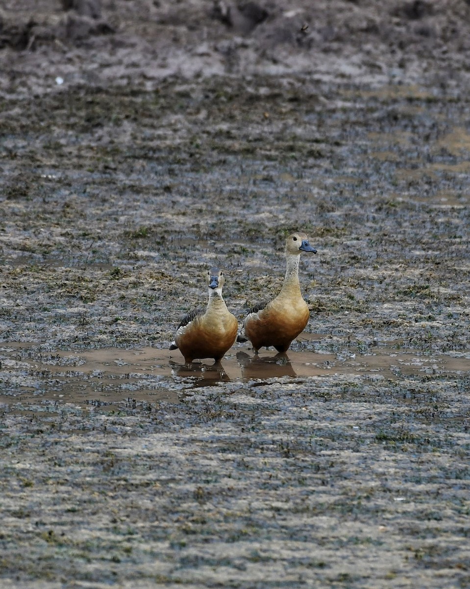 Lesser Whistling-Duck - Tanisha Dawane
