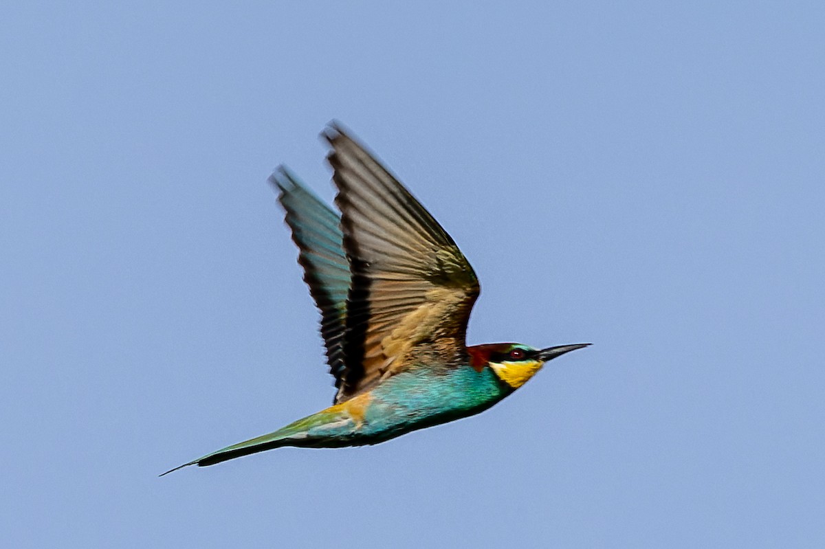 European Bee-eater - ML620700575