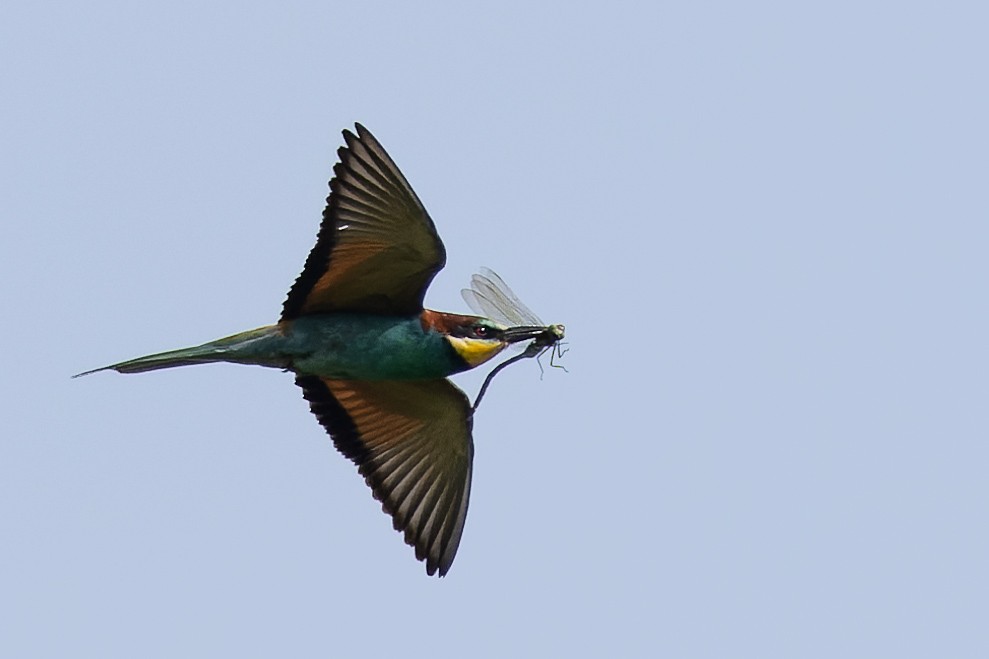 European Bee-eater - ML620700576