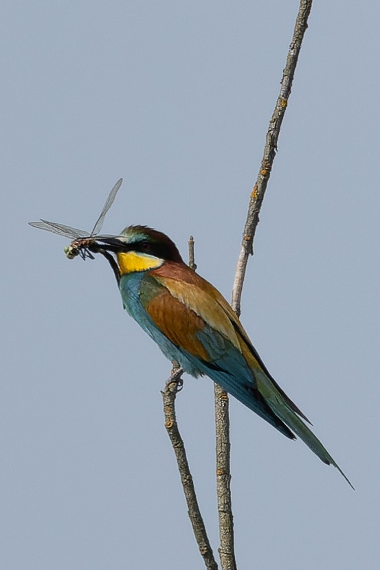 European Bee-eater - ML620700577