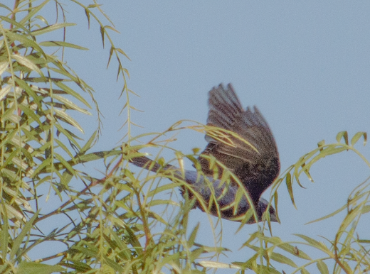 Blue Grosbeak - ML620700579