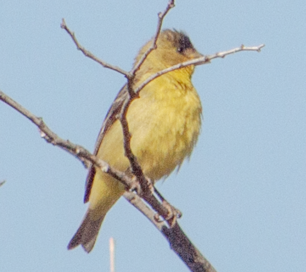 Lesser Goldfinch - ML620700582