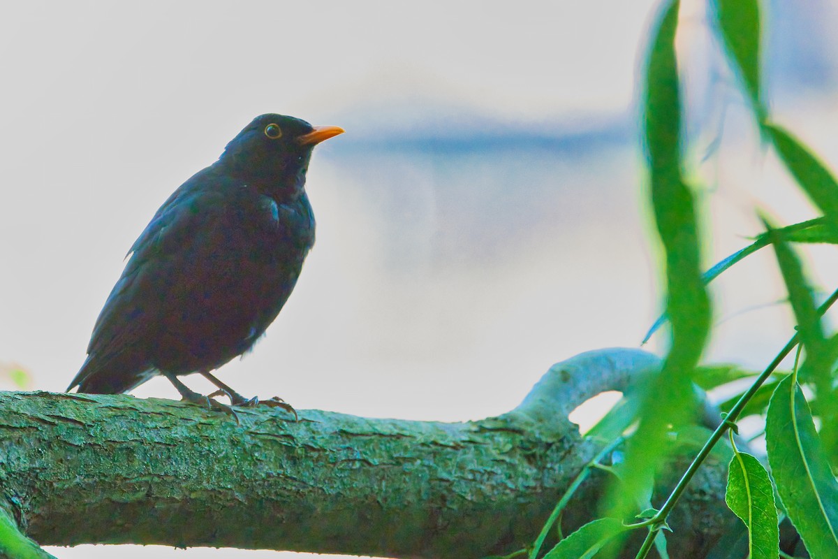 Eurasian Blackbird - ML620700587