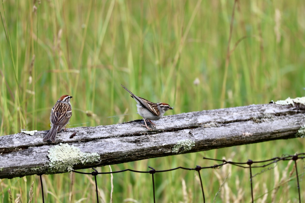 Chipping Sparrow - ML620700592