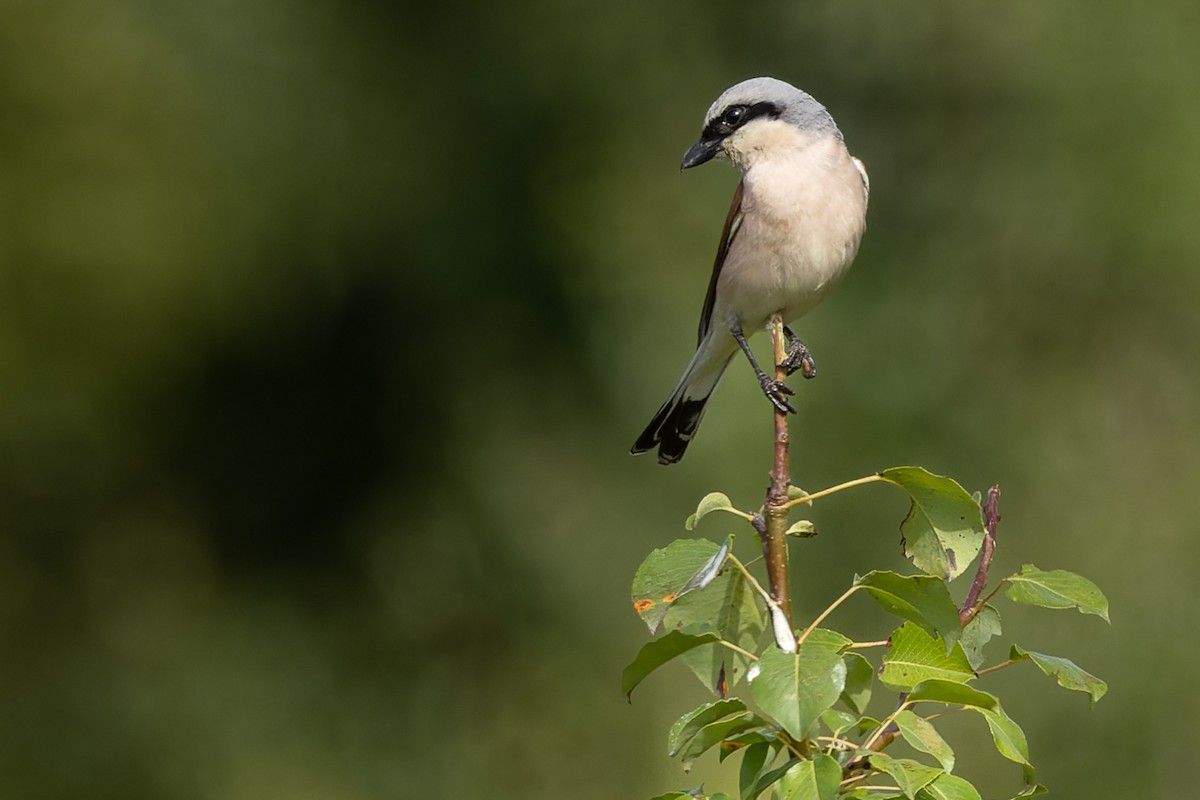 Red-backed Shrike - ML620700593