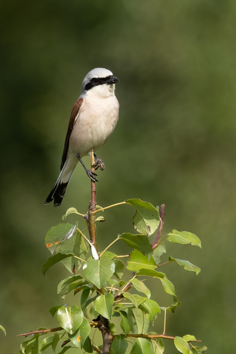 Red-backed Shrike - ML620700594