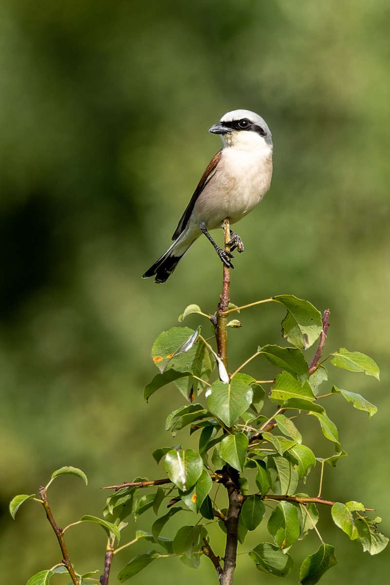 Red-backed Shrike - ML620700595