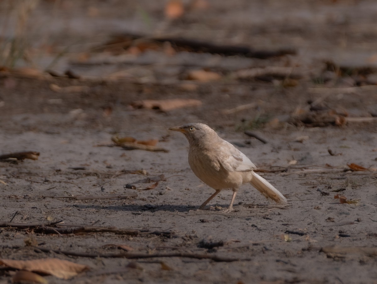 Jungle Babbler - ML620700597