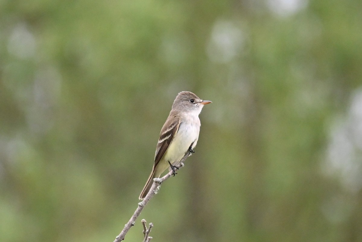 Willow Flycatcher - ML620700598