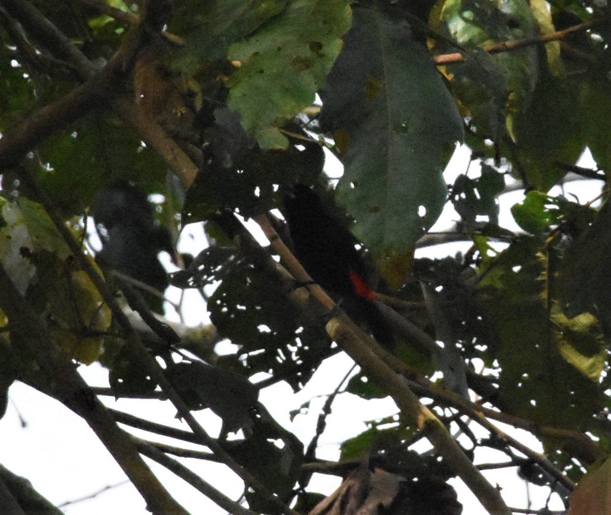 Scarlet-rumped Tanager - ML620700599