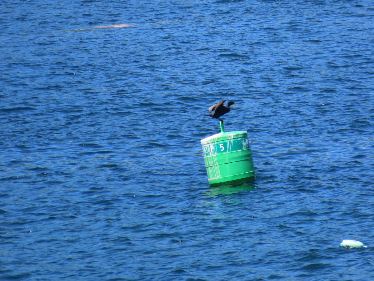 Double-crested Cormorant - ML620700601