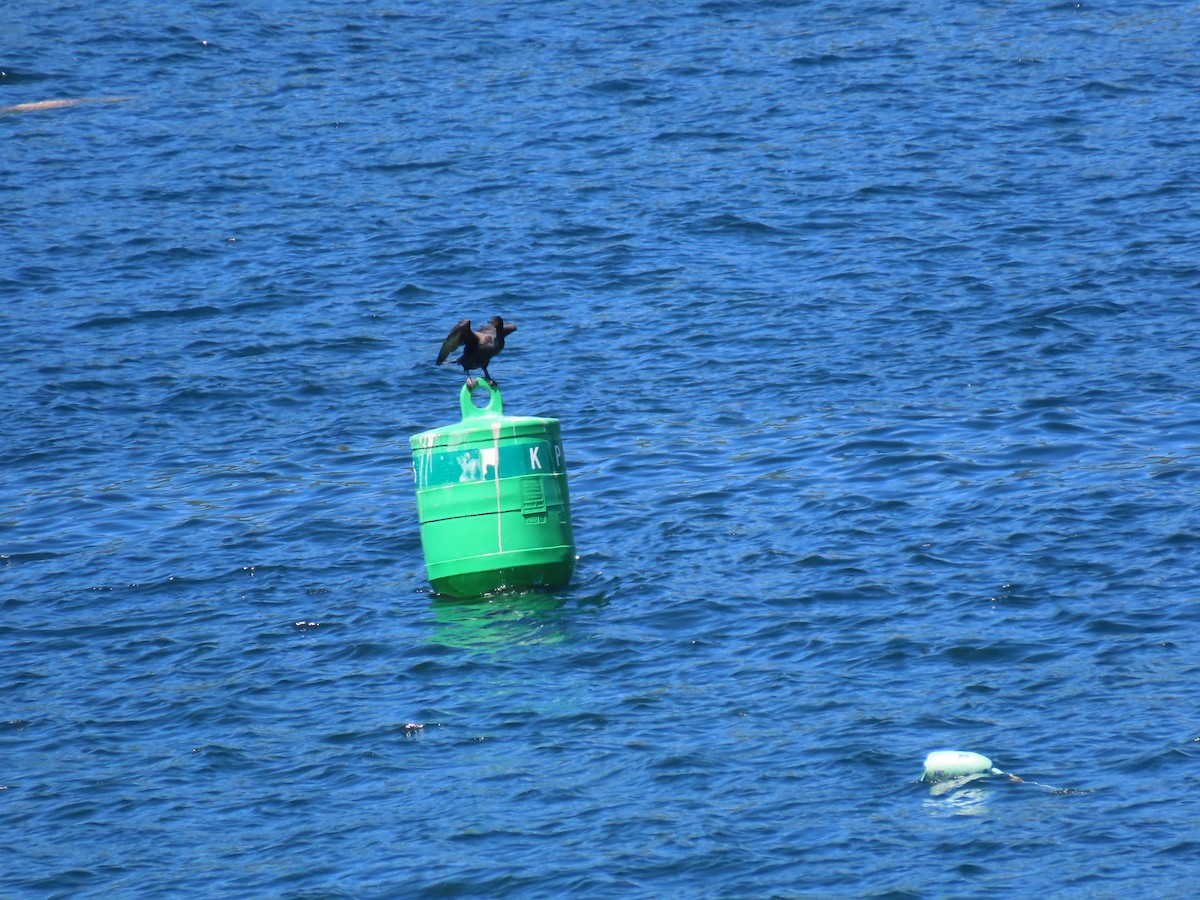 Double-crested Cormorant - ML620700602