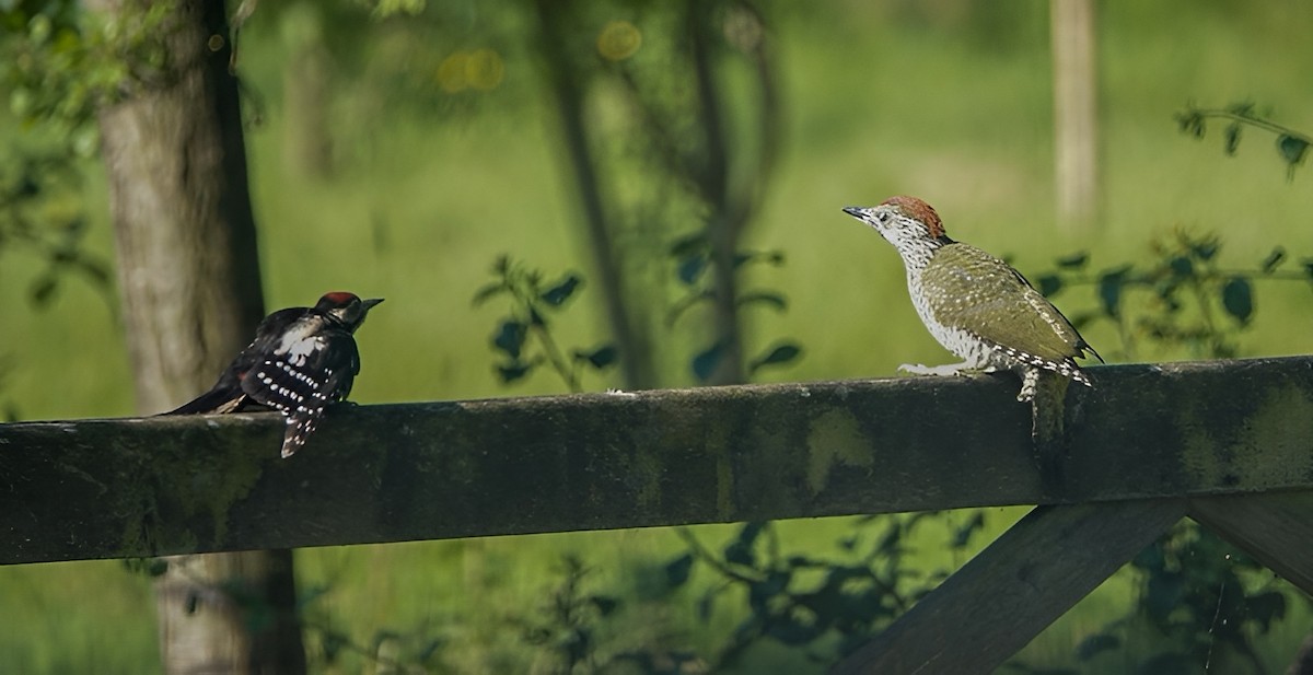 Great Spotted Woodpecker - ML620700603