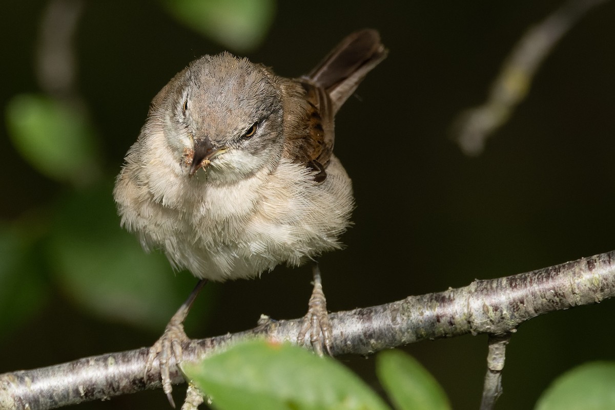 Greater Whitethroat - ML620700614