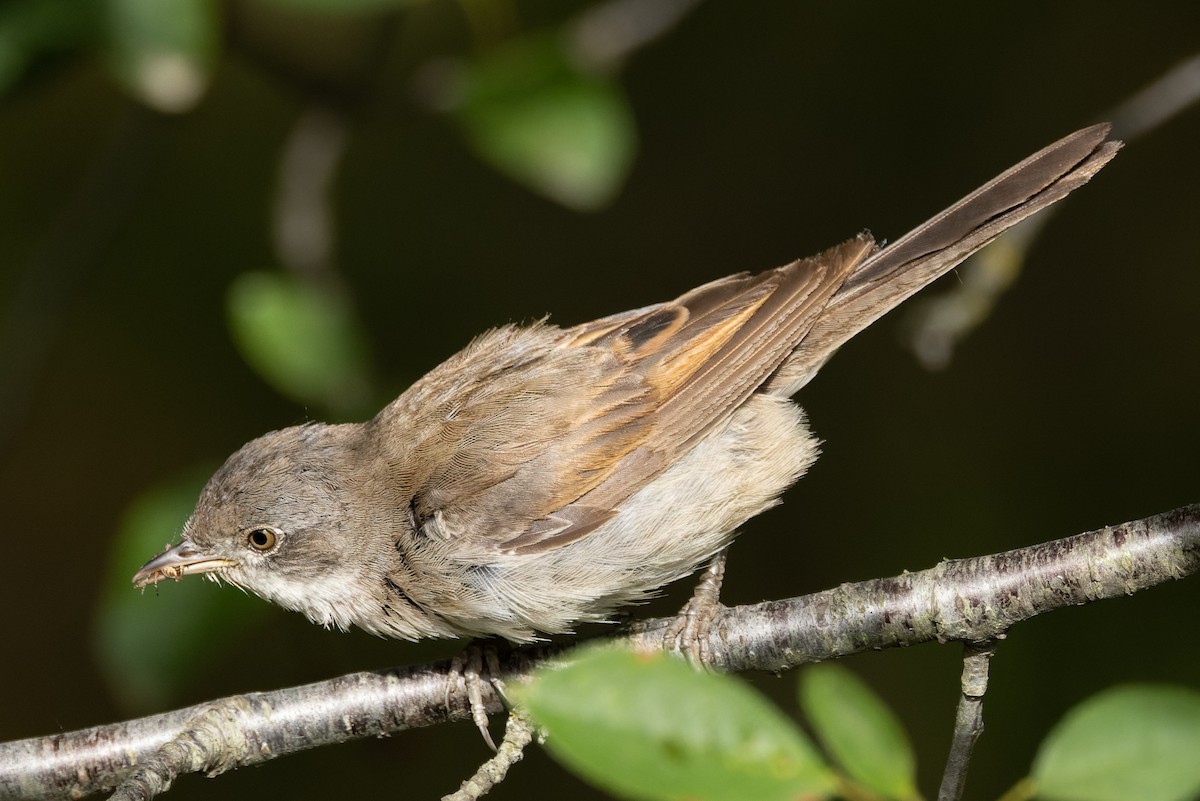 Greater Whitethroat - ML620700615